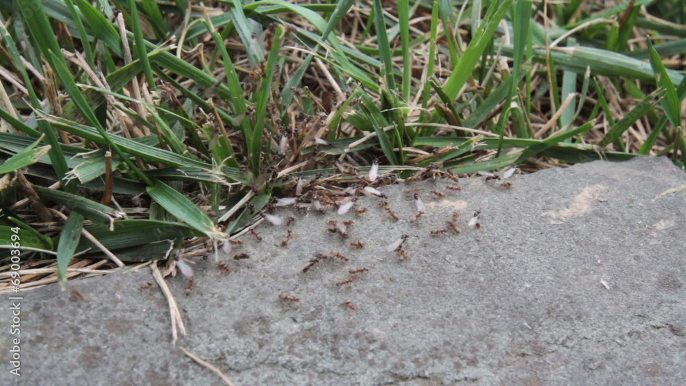 Swarming Winged Ants Swarming Winged Ants