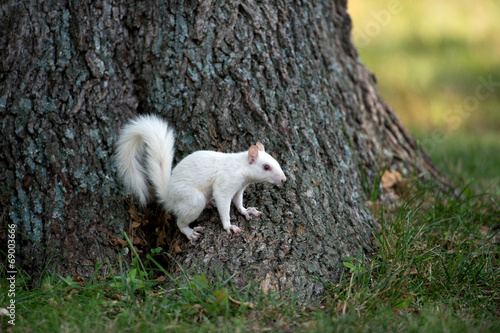 White squirrel on a tree