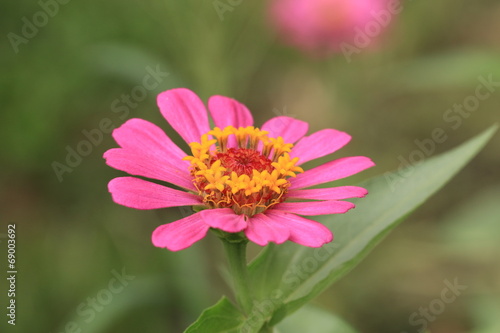 Chrysanthemum flower