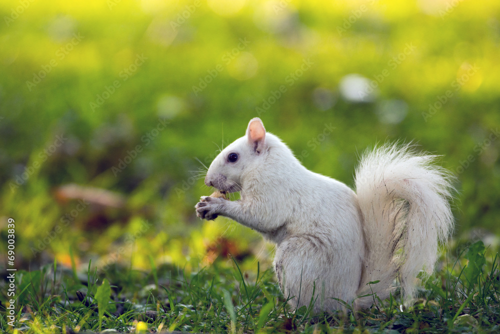 White squirrel in Olney White squirrel in Olney