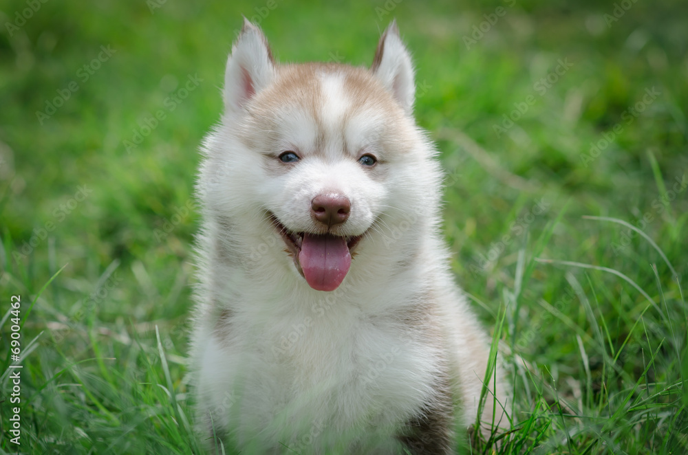 Puppy smiling