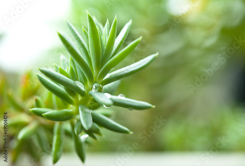 Sedum  crassula  stonecrop  acre  green plant