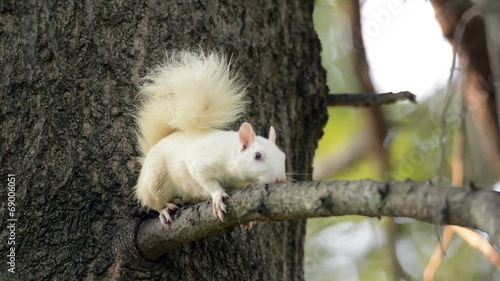 Rare white squirrel in a tree in Olney, Illinois photo