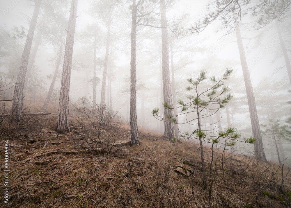 Obraz premium Fog forest