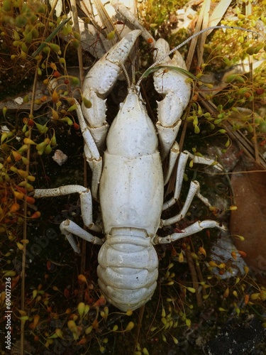 crawfish