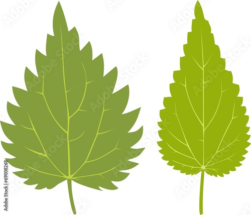Green leaf of Nettle