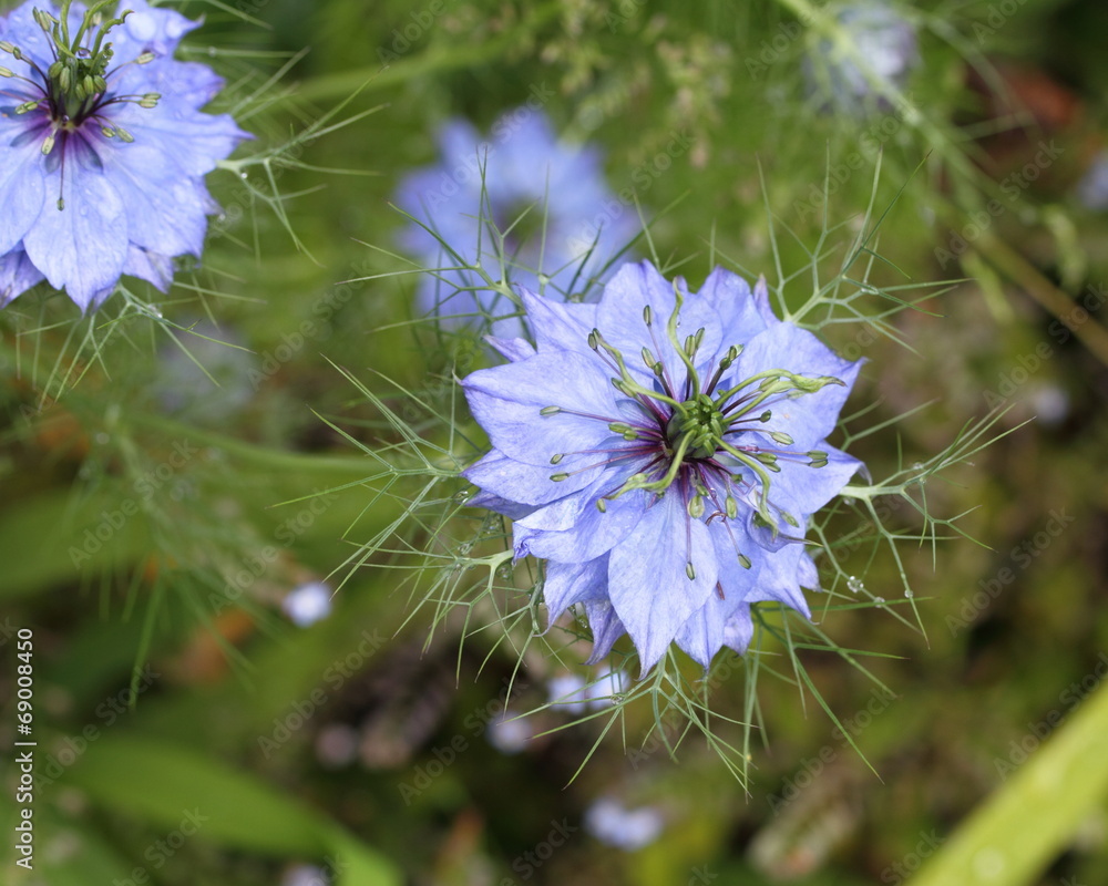 Fotografie Nigella, Love in the mist