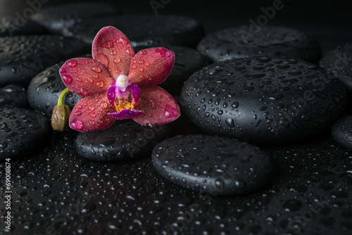 Beautiful spa concept of dark purple orchid (phalaenopsis) on z