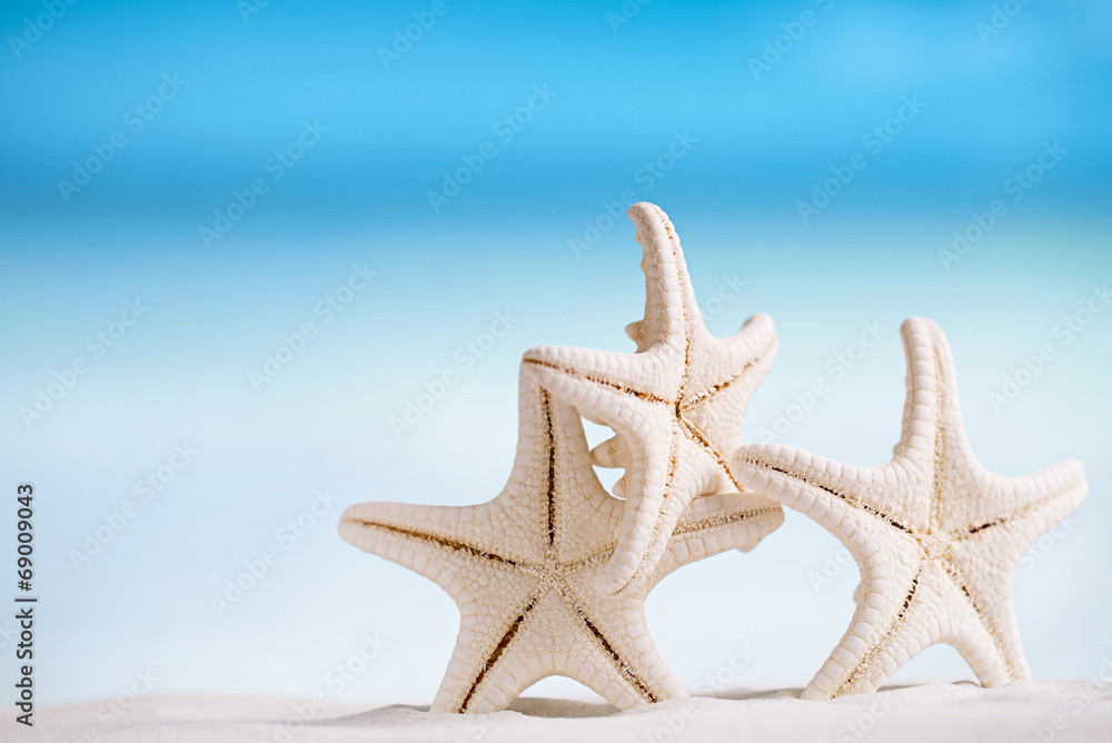 white starfish with ocean, white sand beach, sky and seascape white starfish with ocean, white sand beach, sky and seascape