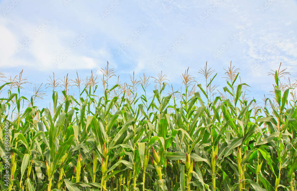 Crops Crops
