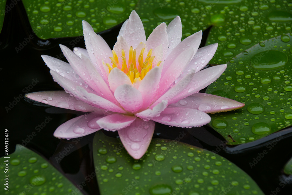 Pink Lotus