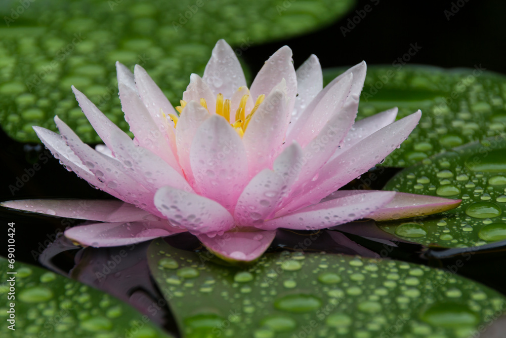 Pink Lotus