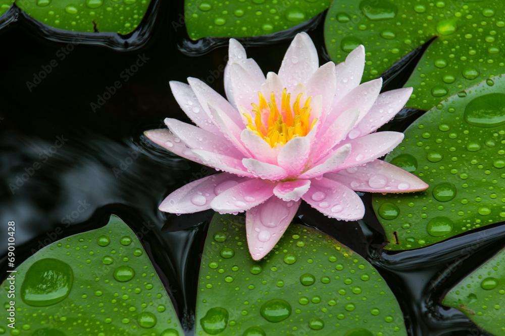 Pink Lotus