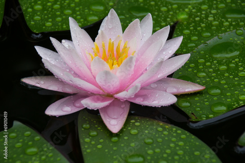 Obraz na płótnie Pink Lotus w salonie
