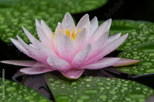 Obraz na płótnie Pink Lotus w salonie