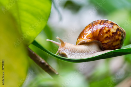 Snail