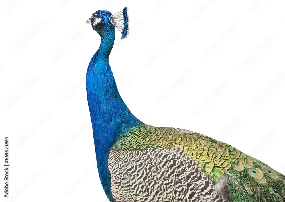 Obraz premium The peacock