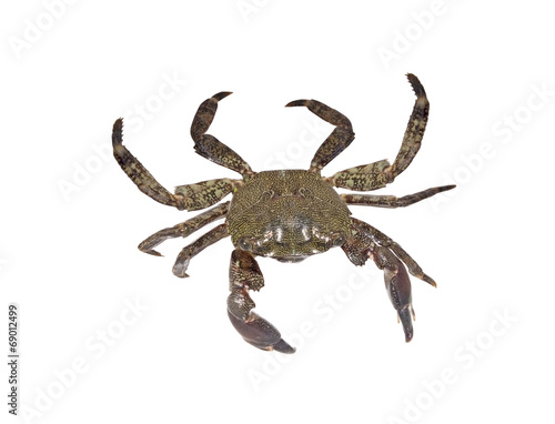 Living crab