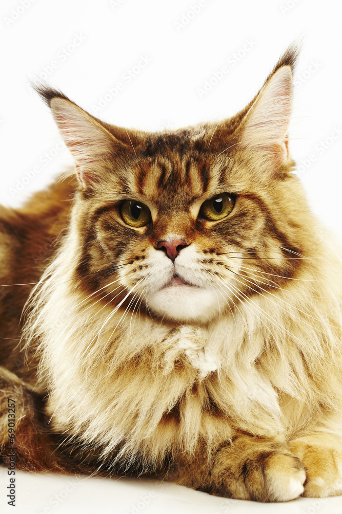 Maine coon cat on a white background