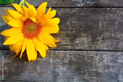 Fototapeta Naklejka Na Ścianę i Meble -  Sunflower