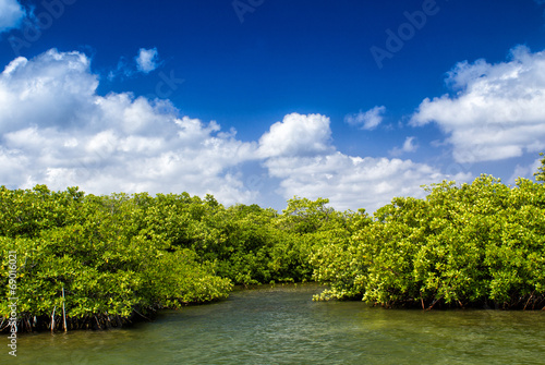 Mangroves growing in shallow lagoon  bay of Grand Cayman  Cayman