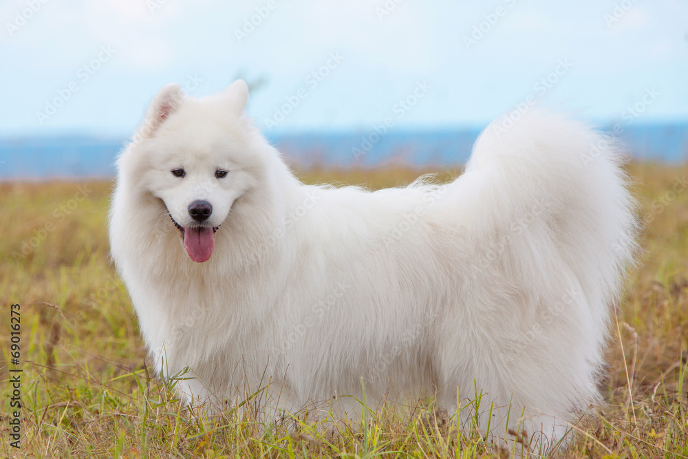 Samoyed puppy Samoyed puppy