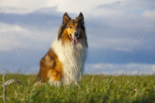 Fototapeta Naklejka Na Ścianę i Meble -  Rough Collie
