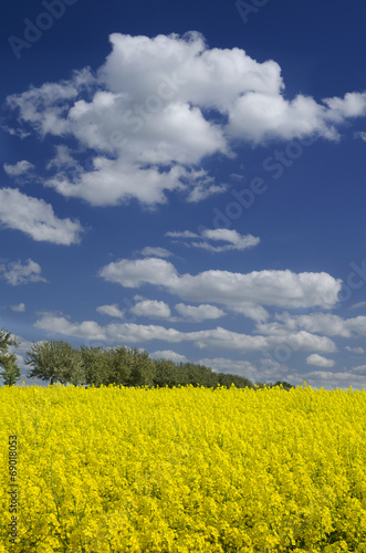 Field of yellow flowering rape