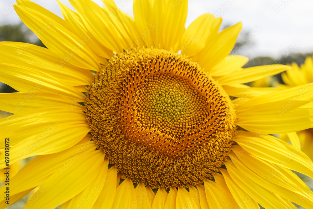 macro tournesol pétale macro tournesol pétale