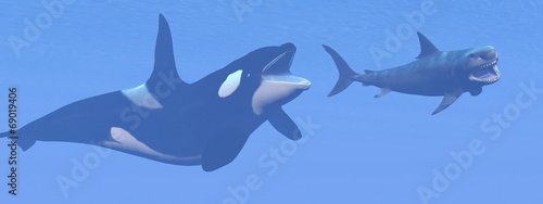 Killer whale attacking small megalodon shark - 3D render