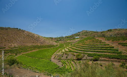 Vineyards around Bandama