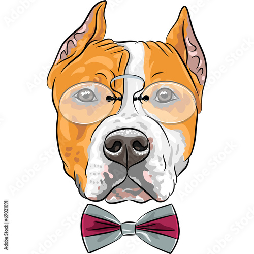 vector cartoon hipster dog American Staffordshire Terrier