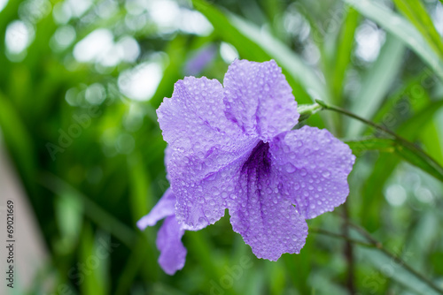 TOI's Flowers photo