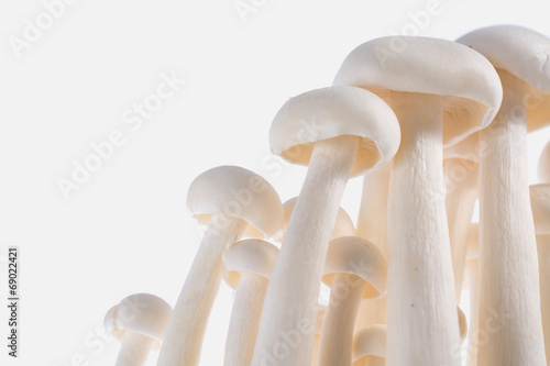 Mushrooms