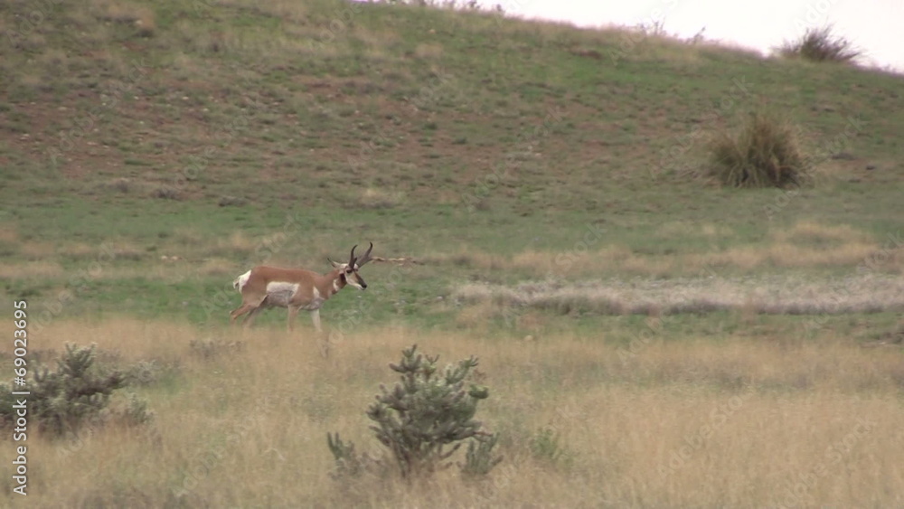 Pronghorn Antelope Buck Pronghorn Antelope Buck
