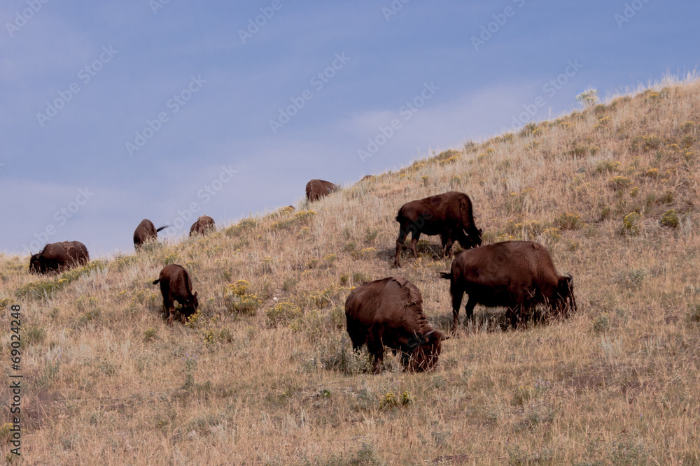 Herd of Bison on Yellowstone Hillside