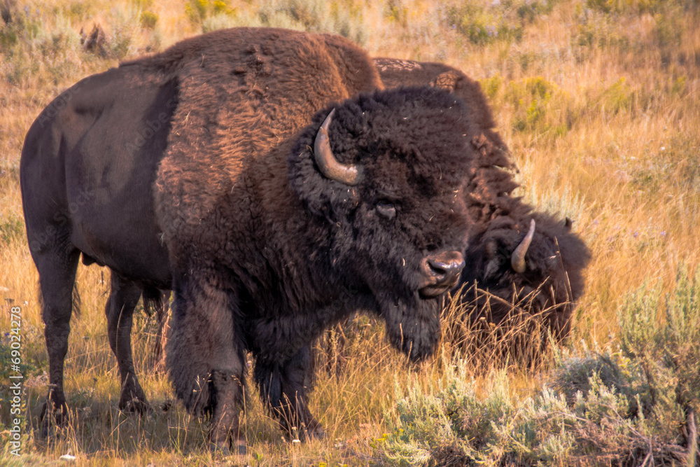 Pair of Bison in Yellowstone's Lamar Valley Pair of Bison in Yellowstone's Lamar Valley