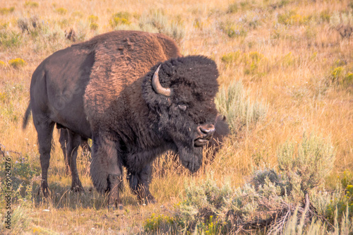 A Bison Up Close and Personal in Yellowstone © Pix by Marti