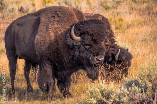 Pair of Bison in Yellowstone's Lamar Valley