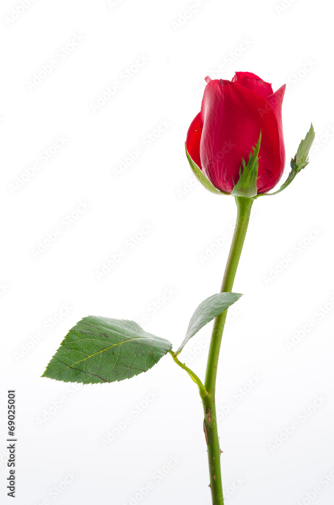 Red rose Red rose