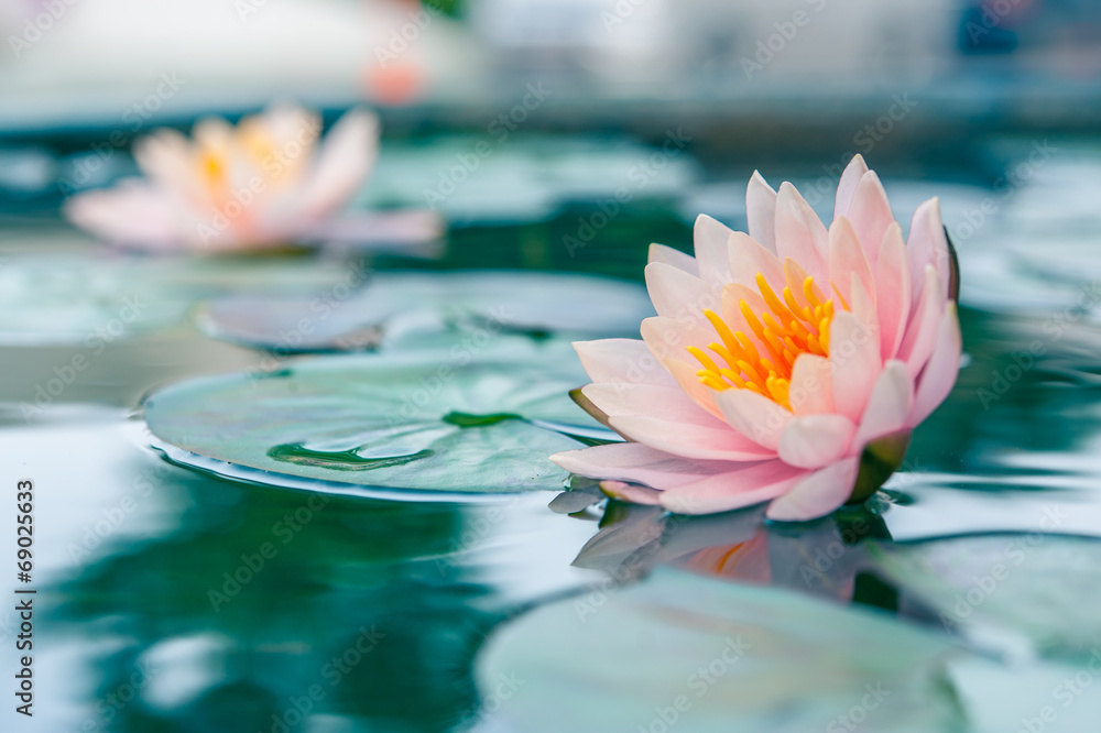 Fototapeta premium A beautiful pink waterlily or lotus flower in pond