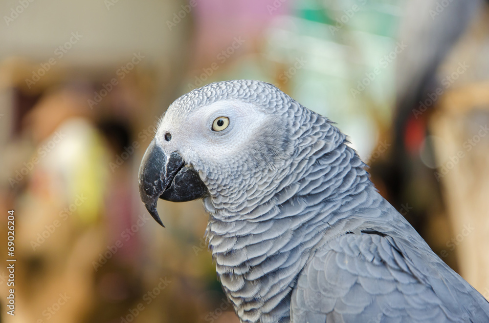 Fototapeta premium Portrait of African Gray Parrot