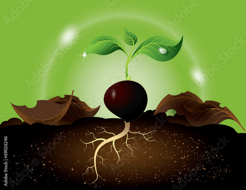 Green sprout growing from seed