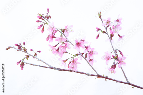 Wild Himalayan Cherry, Thailand Sakura pink flower