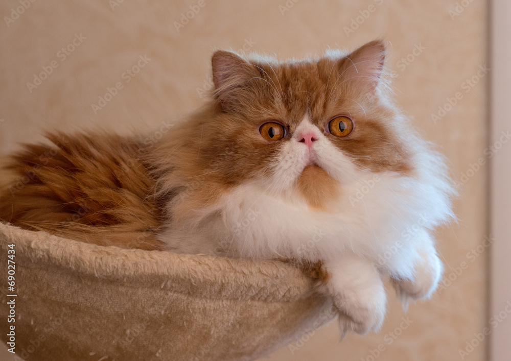 House Persian kitten Of Red and White Color