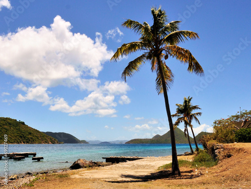 Tortola Palm