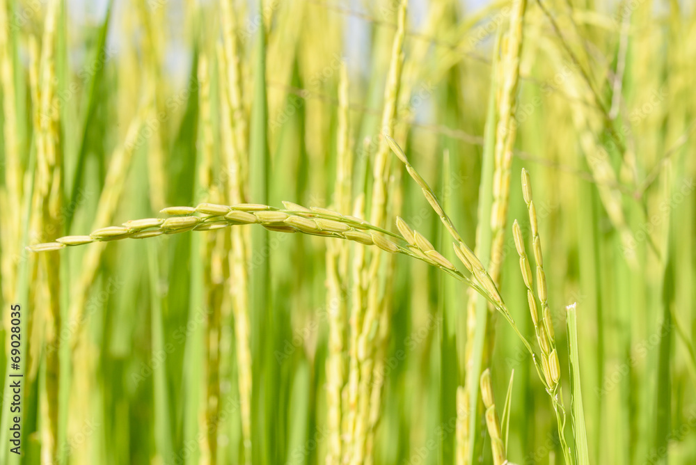 grains of rice in the fields grains of rice in the fields