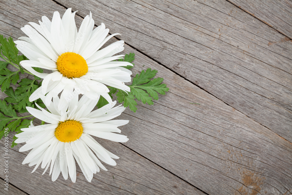 Fototapeta premium Daisy camomile flowers on wooden table