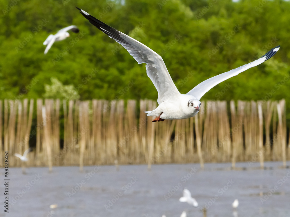 White seagull soaring in the rain forest background - obrazy, fototapety, plakaty 