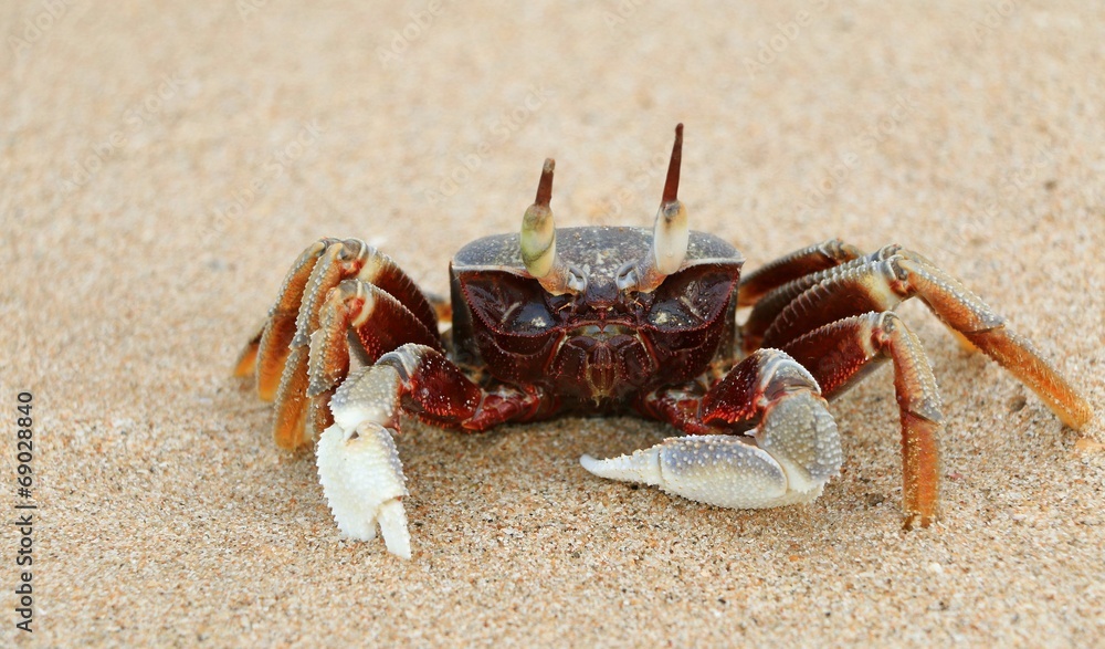 Crab